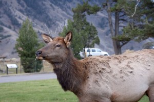 Elk