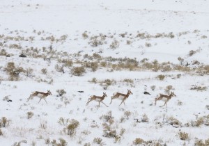 Antelope