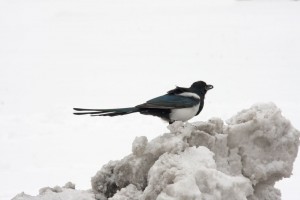 Magpie