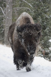 Bison