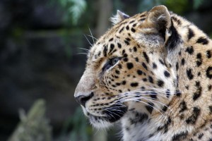 Jaguar, Oregon Zoo