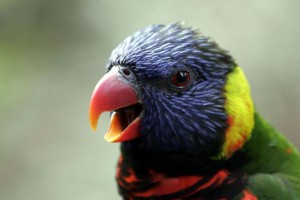 Lorikeet, Oregon Zoo