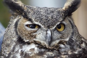 Owl, Oregon Zoo