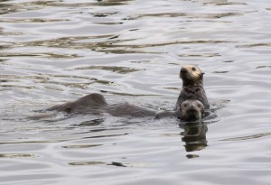 Sea Otters, Monterey Bay, CA