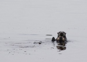 Sea Otters, Monterey Bay, CA