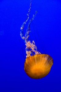 Newport Bay Aquarium, OR