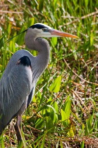 Blue Heron, Everglades, FL