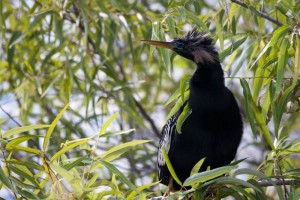 Bird, Everglades, FL