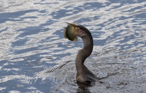 Catching Lunch, Everglades,FL