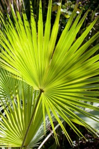 Fern, Everglades, FL