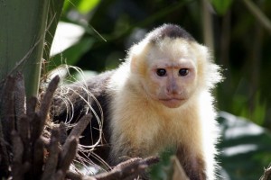 Capuchin Monkey, Costa Rica