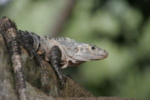 Iguana, Costa Rica