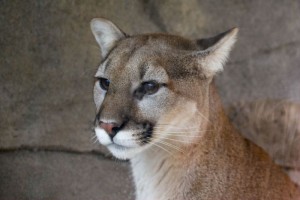 Cougar, Oregon Zoo