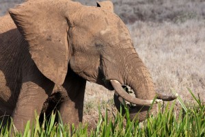 Elephant, Kenya