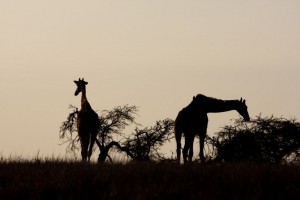 Giraffes, Kenya