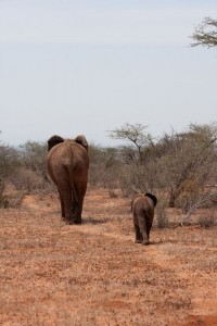 Elephants, Kenya