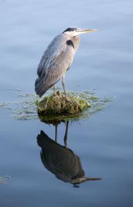 Heron, Astoria, OR