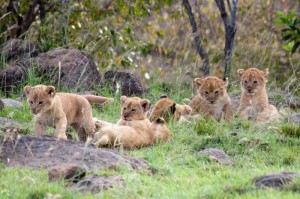 Lion cubs, Kenya