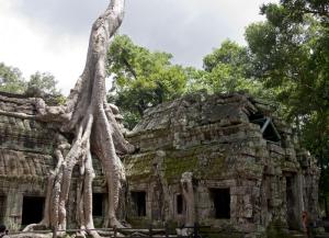 Strangler Fig, Ta Prohm Temple, Cambodia