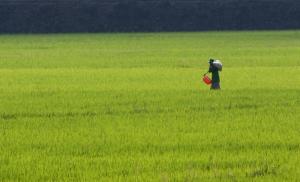 Rice farmer, Vietnam