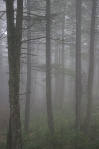 Misty trees, Orcas Island, WA