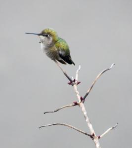 Hummingbird, Portland, OR