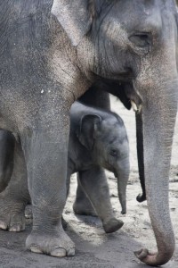 Baby Elephant, Oregon Zoo