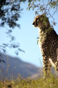 Cheetah, Palm Springs Zoo, CA