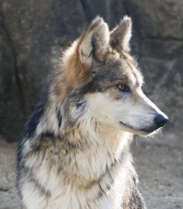 Mexican Wolf, Palm Springs Zoo, CA