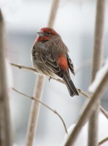 Bird, Portland, OR