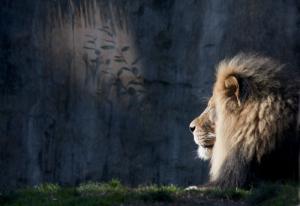 Lion, Oregon Zoo