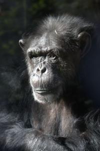 Chimpanzee, Oregon Zoo