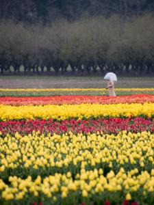 Wooden Shoe Tulip Farm, Woodburn, OR