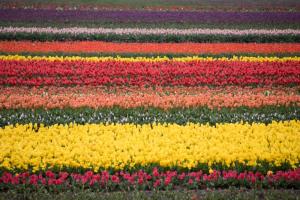 Wooden Shoe Tulip Farm, Woodburn, OR