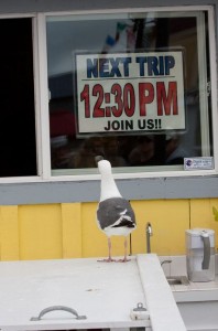 Seagull, Monterey, CA