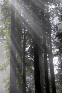 Redwoods National Park, CA