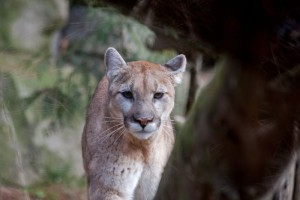 Cougar, Oregon Zoo