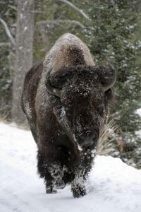 Bison, Yellowstone National Park, WY