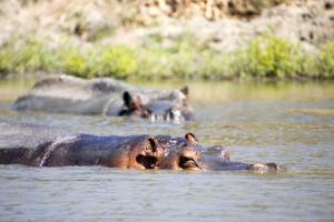 Hippos, Winston-Salem Wild Animal Park, OR