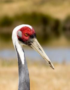 Sandhill Crane, Winston-Salem Wild Animal Park, OR