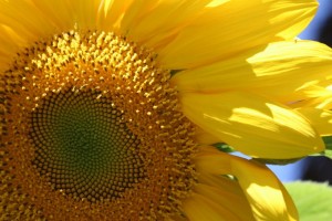 Sunflower, San Jose, CA