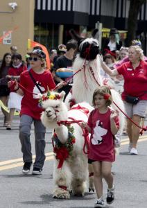 Alpacas and llamas!