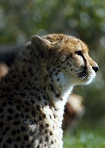 cheetah