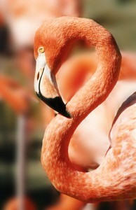 flamingo