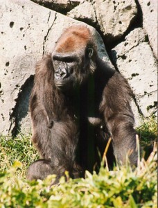 gorilla