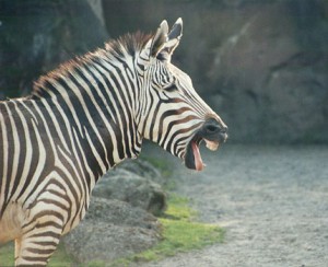 laughing_zebra