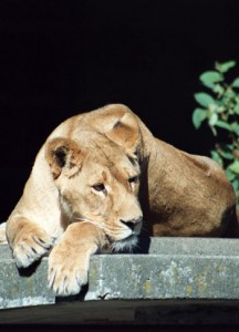 lionresting