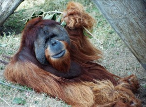 orangutan