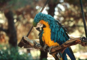 parrot