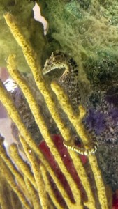 Seahorse